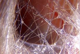 fascia
